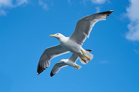 Seagull, pájaro, hermosa, gaviotas, día, aves, naturaleza