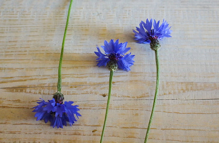 albastru, Albastrele, vara, puiet, flori flori salbatice