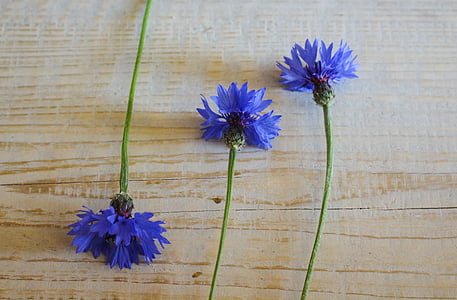 blau, cornflowers, l'estiu, arbres joves, flors silvestres de flors