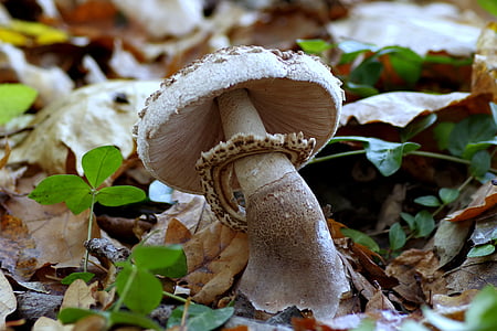 mushroom, kite, parasol, edible, mushrooms, forest, litter