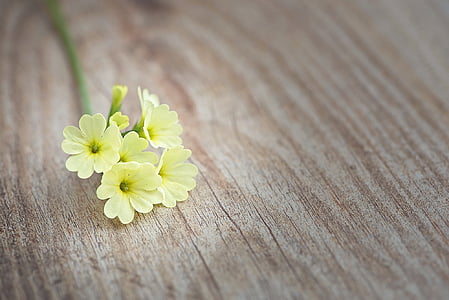 cowslip, flower, flowers, yellow, yellow spring flower, spring flower, early bloomer