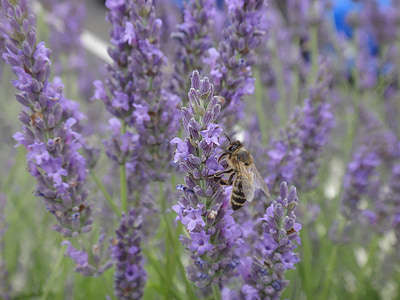 lavender, bee, forage, insect