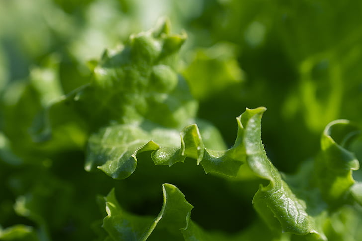 Close-up, kesegaran, hijau, ramuan, daun, tanaman