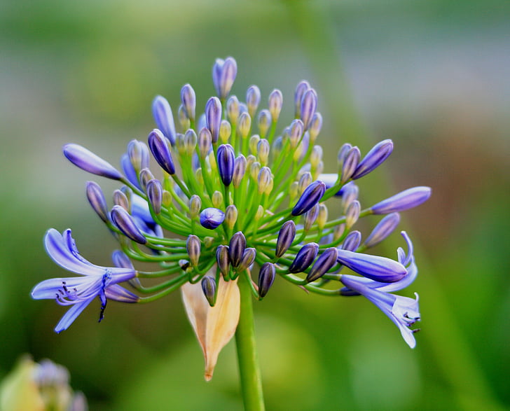 agapanthus, flower, florets, buds, blue, dainty, garden