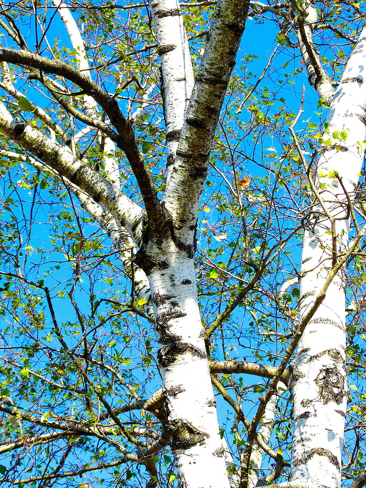 bedoll, arbre, escorça blanca, blau cel, natura
