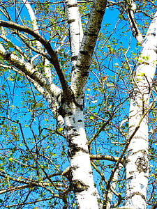 バーチ, ツリー, 白い樹皮, 空の青, 自然