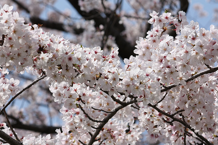 kirsikka, kevään, täydessä kukassa, Japani