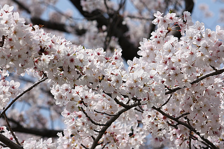 樱桃, 春天, 盛开, 日本