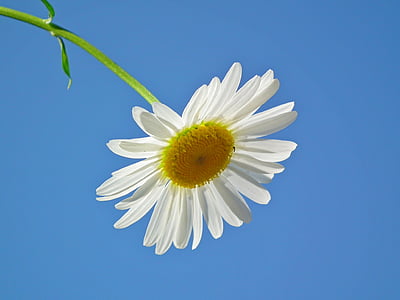 lill, Daisy, valge, lilled, päev, taevas, juuni