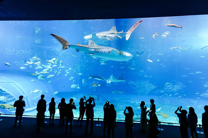 Aquarium, poisson, sous l’eau, mer, aquatique, verre, Fish Tank