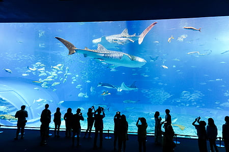 Aquarium, vis, onderwater, zee, aquatische, glas, Fish Tank