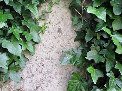 벽, 오래 된, 아이비, 소박한, 그린, 영어 아이비, 잎