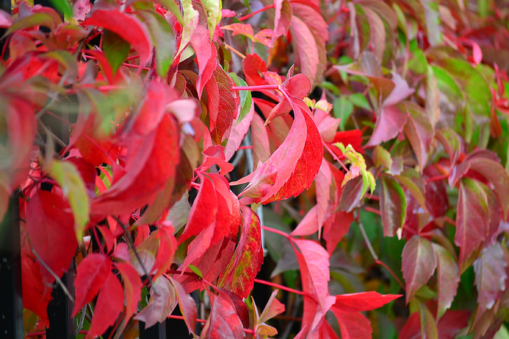 nature, leaves, autumn