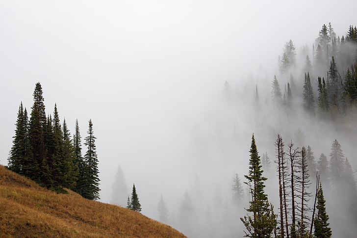 niebla, árboles, paisaje, Scenic, Parque Nacional de Yellowstone, Wyoming, Estados Unidos