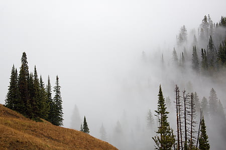 dimma, träd, landskap, natursköna, Yellowstone nationalpark, Wyoming, USA