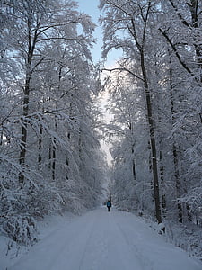 invierno, invernal, caminata de invierno, caminata, nieve, frío, helado