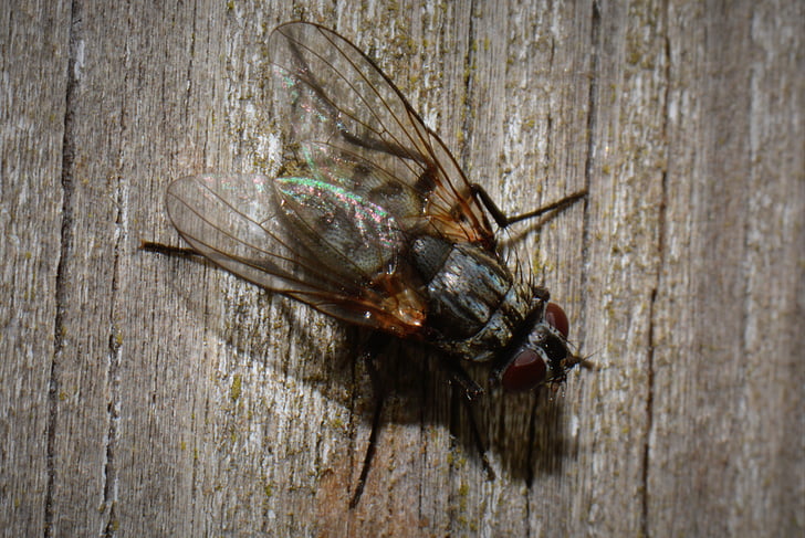 muša, bug, dzīvnieku, makro