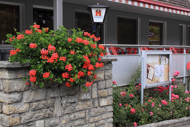 Šveicarija, Liucerna, gatvės kampe, Miestas, gėlės, raudona, rožinė