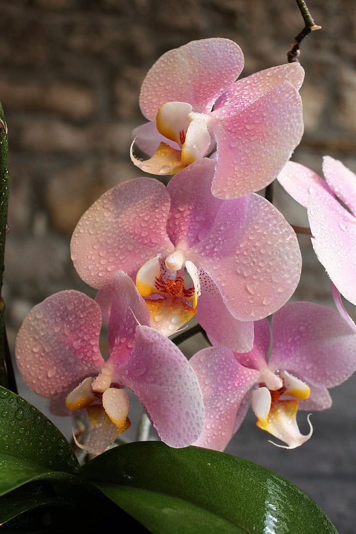 orhideja, cvet, lepota