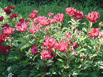 Pfingstrose, rot, Blume, Natur, Flora, Frühling, Blüte