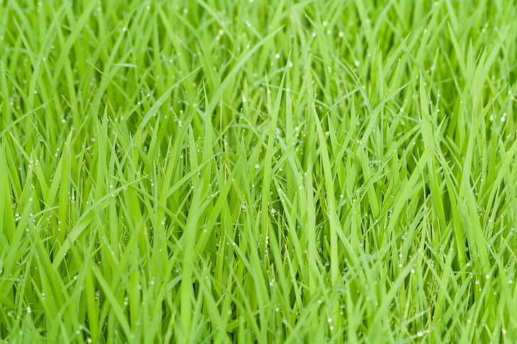Reisfeld, Grün, Grass, Natur, Anlage, natürliche, lebendige