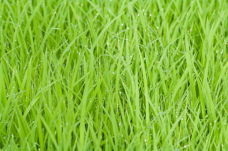 rice field, green, grass, nature, plant, natural, vibrant