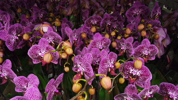 planta, roxo, Orquídea Phalaenopsis, flor, Phalaenopsis