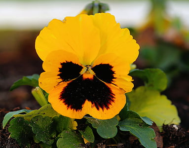 pansy, garden, autumn, flower, blossom, bloom, planted