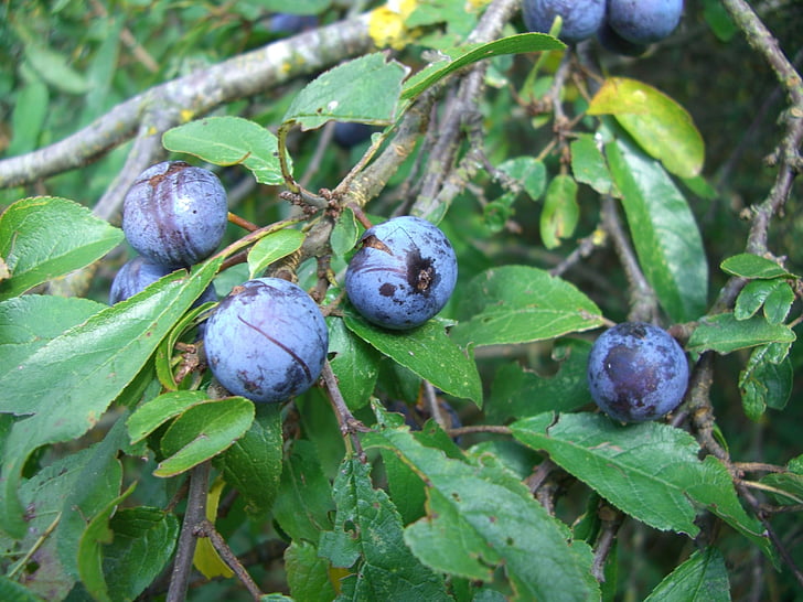 schlehe, Blackthorn, φρούτα, μούρα, μπλε, φρούτα, τροφίμων