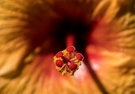 Hibiscus, blomst, støvdrager, nektar, orange, guld, rød
