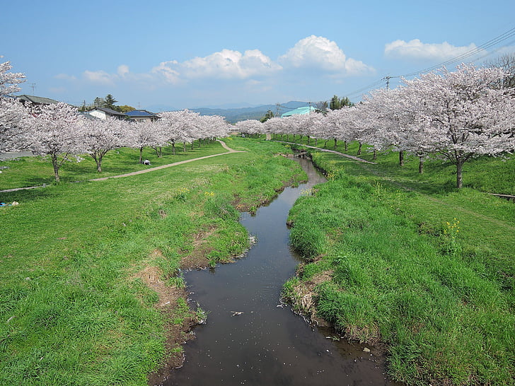 Japonija, Kumamoto, vyšnia, upės, žalia, parkas, Debesis