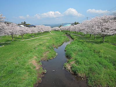 japan, kumamoto, cherry, river, green, park, cloud