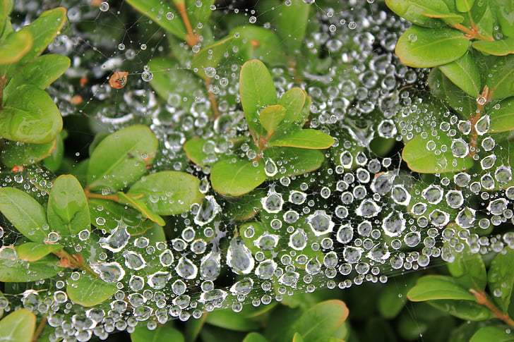 cobweb, màu xanh lá cây, lá, sương, Dewdrop, giọt nước, thả
