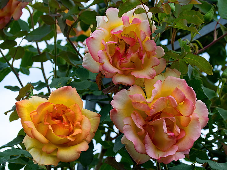 rose, parure d'or, climbing rose, flowers, yellow, orange, red