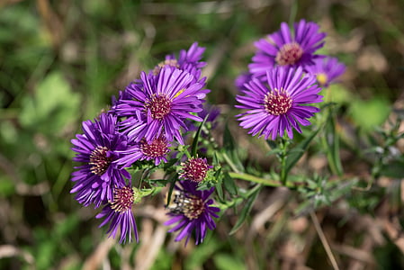 asters, herbstastern, fall asters, symphyotrichum, flowers, purple lilac blossoms, nature