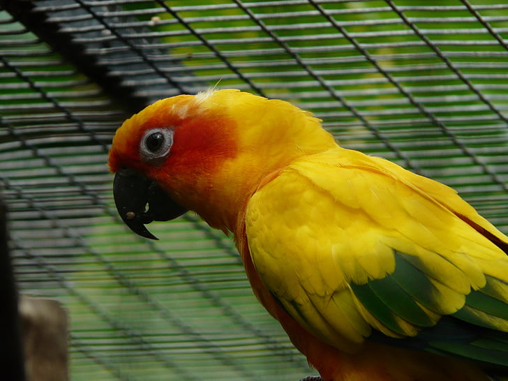 sun parakeet, parrot, aratinga solstitialis, bird, animal, yellow, colorful