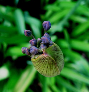 Agapanthus, Blume, Röschen, Knospe, Kapsel, Blau, Natur