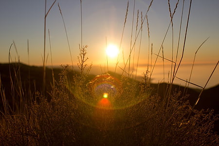 green, grass, field, front, sunset, sunrise sunset, lens flare
