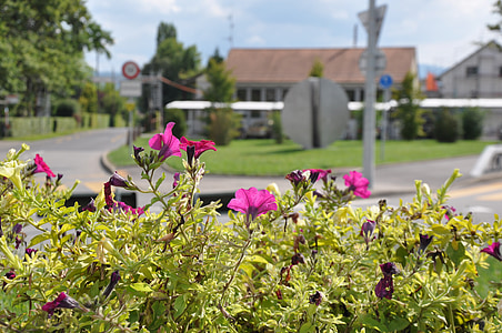 Genève, landsbyen, Laconnex, blomster, blomster, planter, naturlig