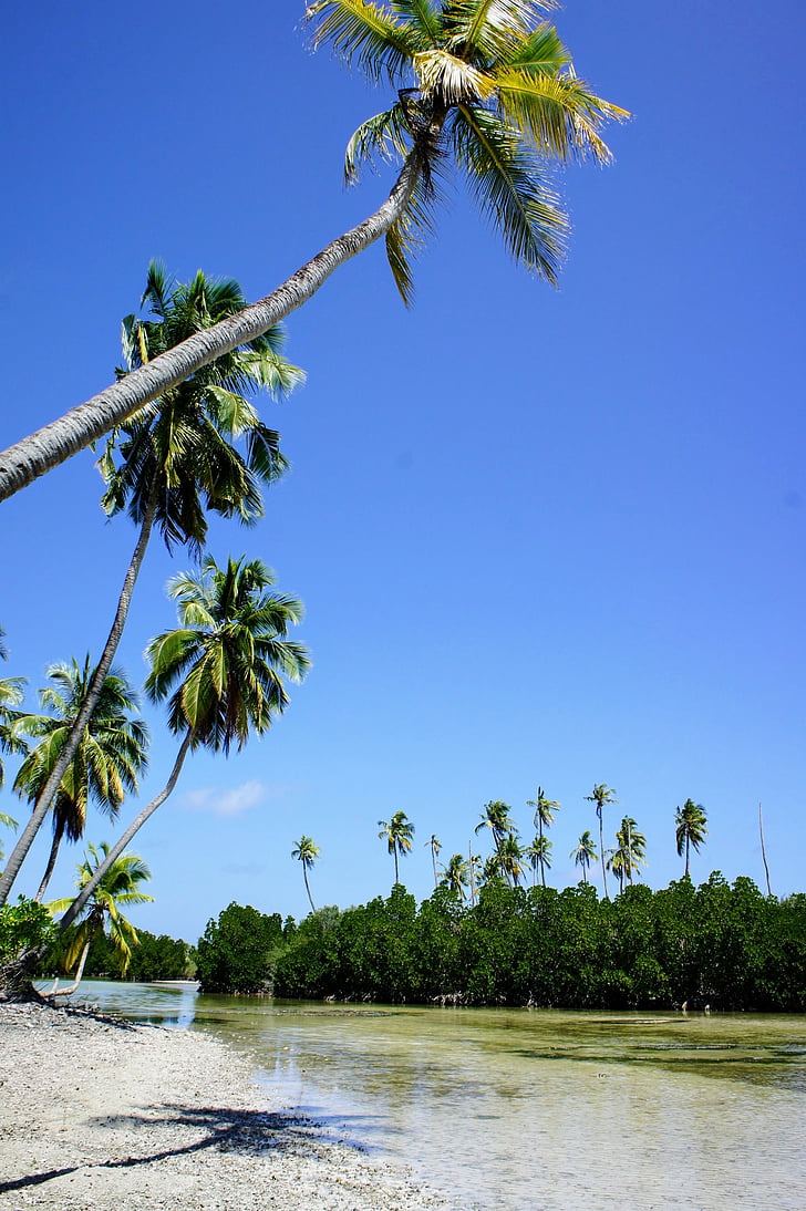 palm trees, blue sky, sky, green, clouds, partly cloudy, palm tree