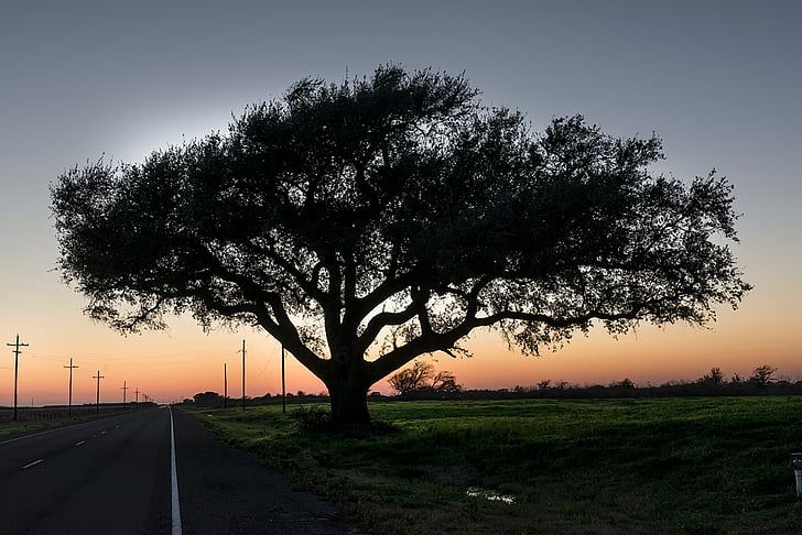 Τέξας, δρόμος, ηλιοβασίλεμα, χώρα, γραφική, σύννεφα, δέντρο