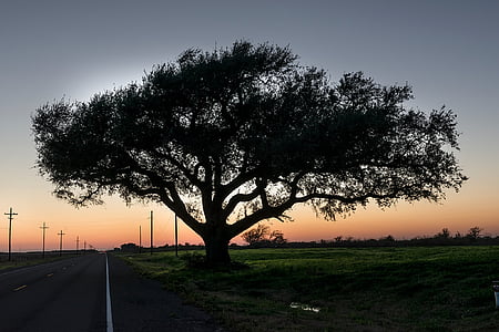 Texas, drogi, zachód słońca, kraj, sceniczny, chmury, drzewo