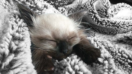Kitten, Sweet, schattig, jonge kat, volbloed, gezicht van de kat, slaap