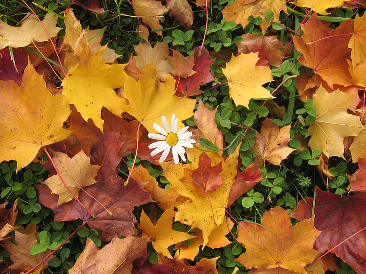 Μαργαρίτα, το φθινόπωρο, φύλλα, πολύχρωμο, δασικό πάτωμα, φύλλωμα πτώσης, χλόη