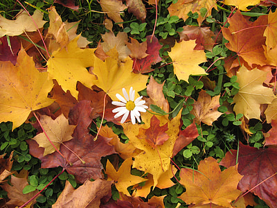 Marguerite, ősz, levelek, színes, aljnövényzet, őszi lombozat, fű
