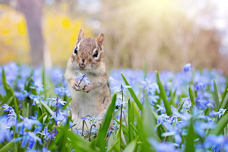 chipmunk, garden, spring, flowers, animal, cute, wildlife