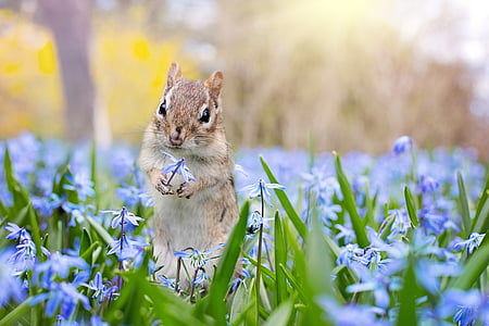 Chipmunk, Tuin, lente, bloemen, dier, schattig, dieren in het wild