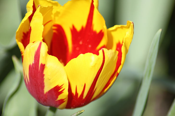 Tulpen, rote und gelbe Tulpen, Farbenpracht, schöne Farben, Blumen, Frühlingsblumen, Frühling