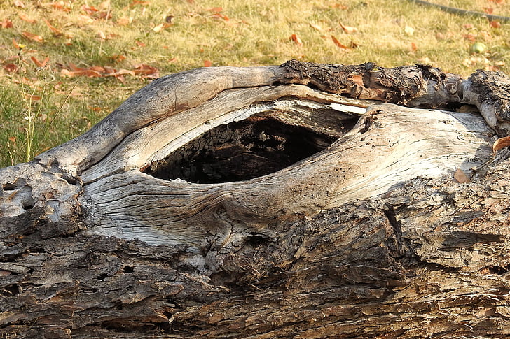 log, old, like, sawed off, bark, knothole, old tree