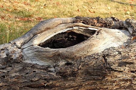 log, lama, seperti, menggergaji, kulit, Knothole, pohon tua